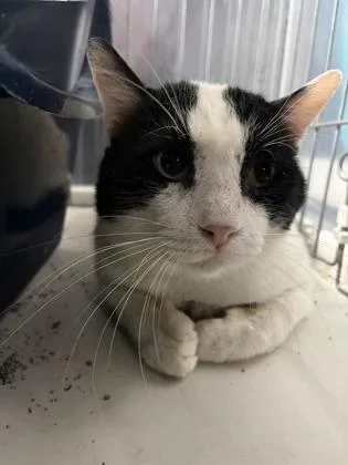 Meow Meow Fat Cat