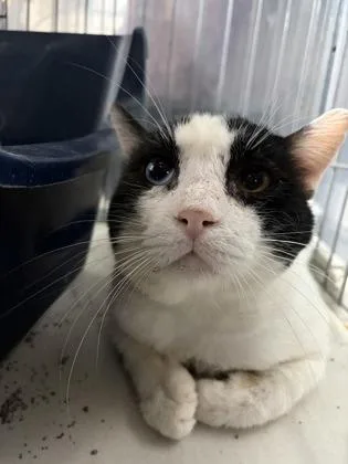 Meow Meow Fat Cat thumbnail 2