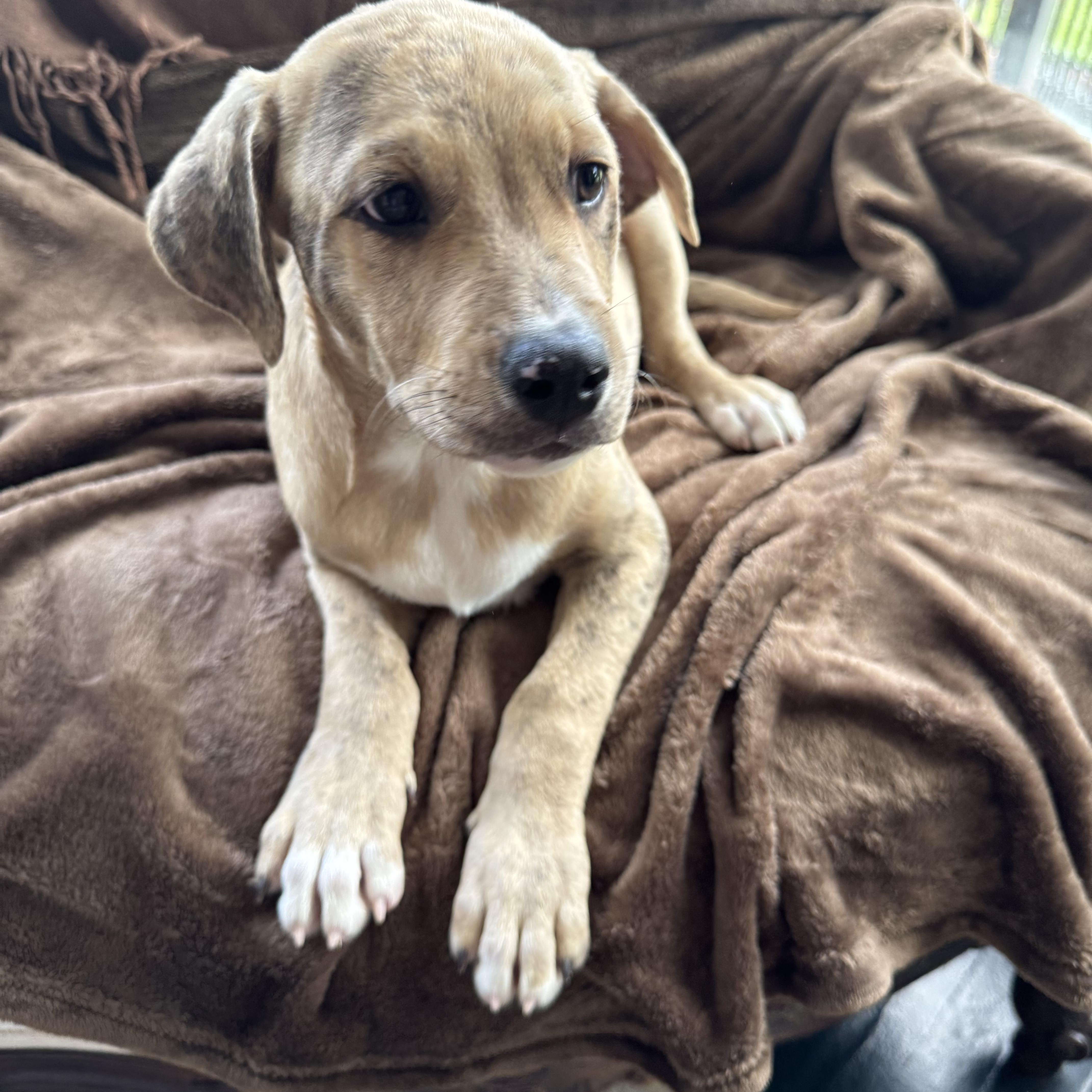 A baby medium-sized male Catahoula Leopard Dog dog named Angelo for adoption in Alexandria, LA