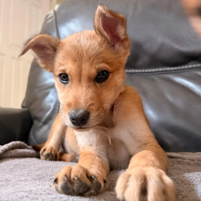 A baby medium-sized male Brown / Chocolate Mixed Breed dog named Barker for adoption in Parker, CO