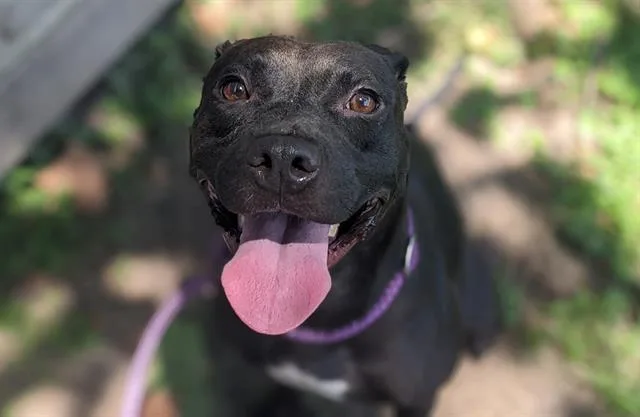 An adult medium-sized female Labrador Retriever dog named Lucky for adoption in Ocala, FL