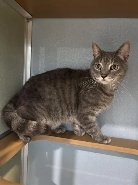 An adult small-sized male Domestic Short Hair cat named Jack for adoption in Westminster, MD