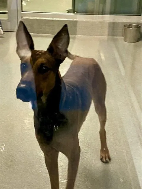A young large-sized male Doberman Pinscher dog named Ben for adoption in Miami, FL