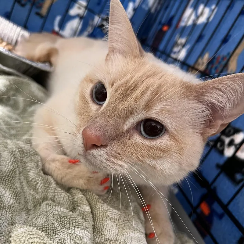 An adult large-sized male Domestic Short Hair cat named Sushi for adoption in Cumming, GA