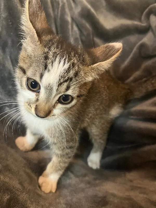 A baby small-sized female Gray & White Tabby cat named Bonnie Outlaw Litter for adoption in Anthem, AZ