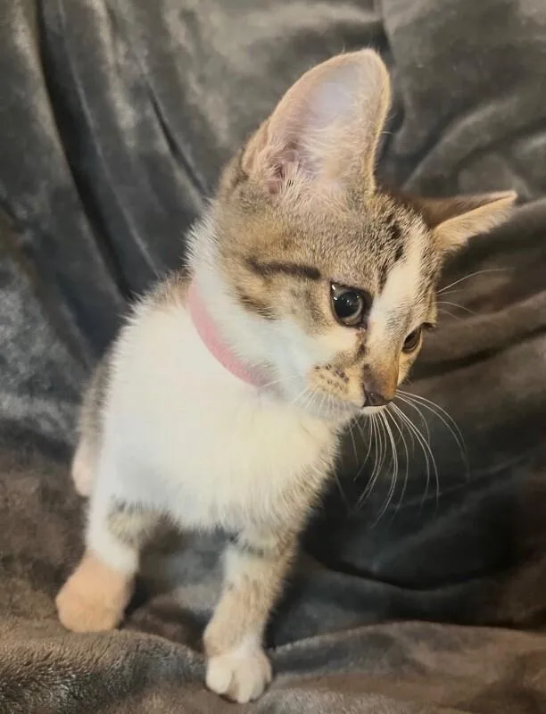 Bonnie  Outlaw Litter thumbnail 2
