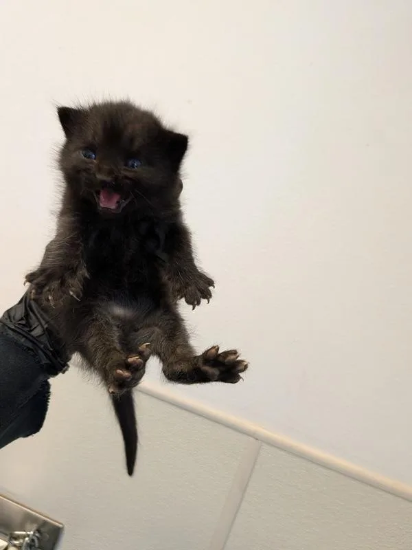 A baby small-sized male Domestic Short Hair cat named Oski for adoption in San Diego, CA
