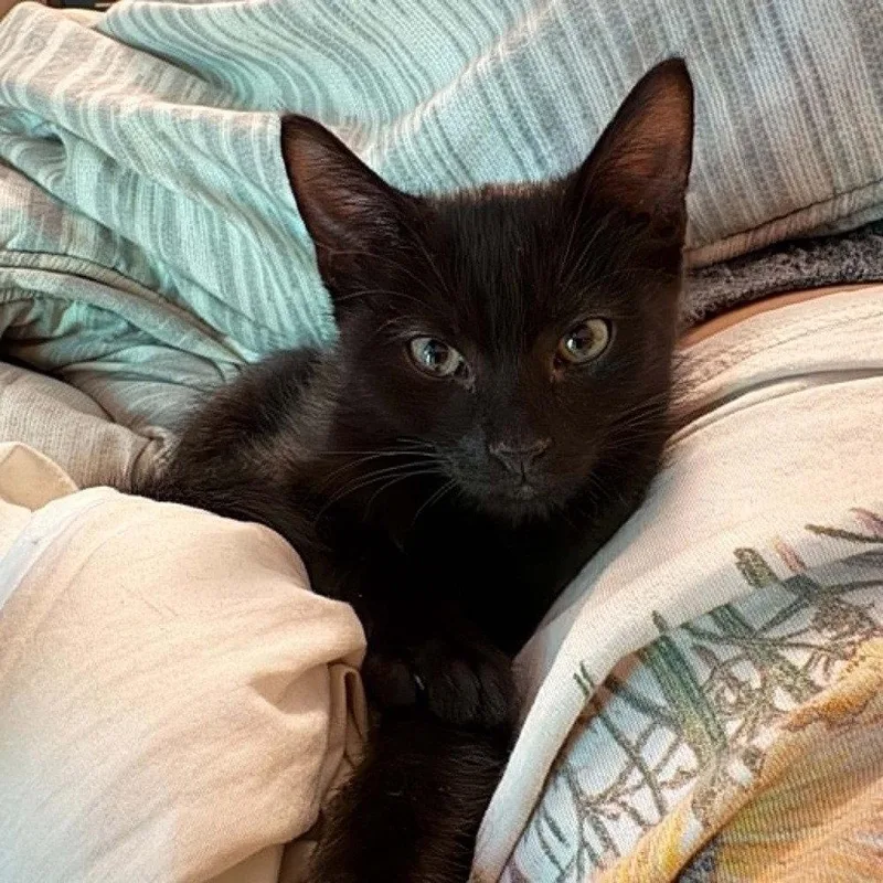 A baby medium-sized male Black Domestic Short Hair cat named Sisal for adoption in Candler, NC