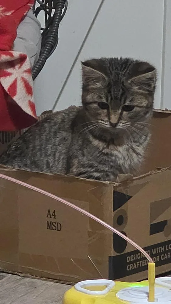 A baby small-sized female Brown / Chocolate Domestic Short Hair cat named Oak Leigh for adoption in Elyria, OH
