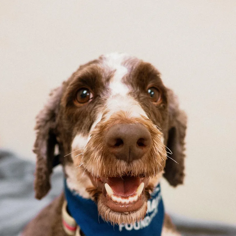 A young medium-sized male Poodle dog named Weston for adoption in Cincinnati, OH