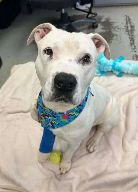 A young medium-sized male Pit Bull Terrier dog named Abominable Snowman for adoption in Stockton, CA