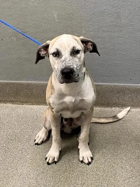 A young medium-sized male Mastiff dog named Stirfry for adoption in Las Vegas, NV