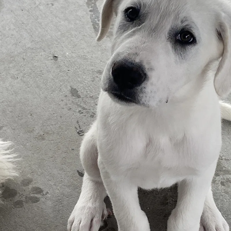 A baby large-sized male White / Cream Great Pyrenees dog named Jackson for adoption in Hartford, KY
