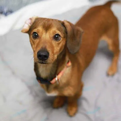 An adult small-sized male Dachshund dog named Slinky for adoption in Atlanta, GA