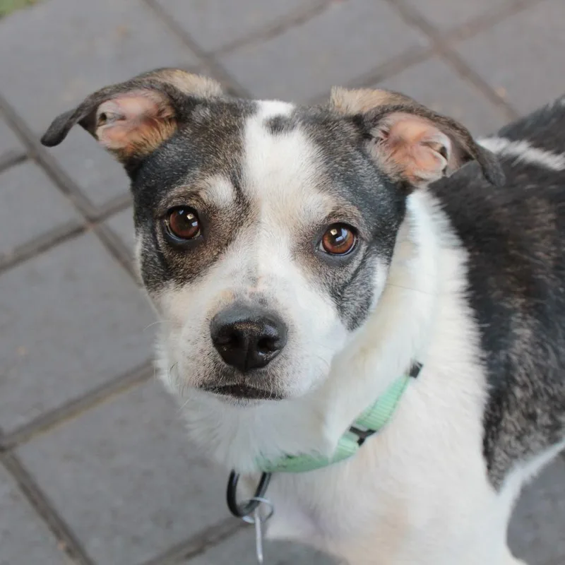 An adult small-sized male Black Mixed Breed dog named Larussell for adoption in San Francisco, CA
