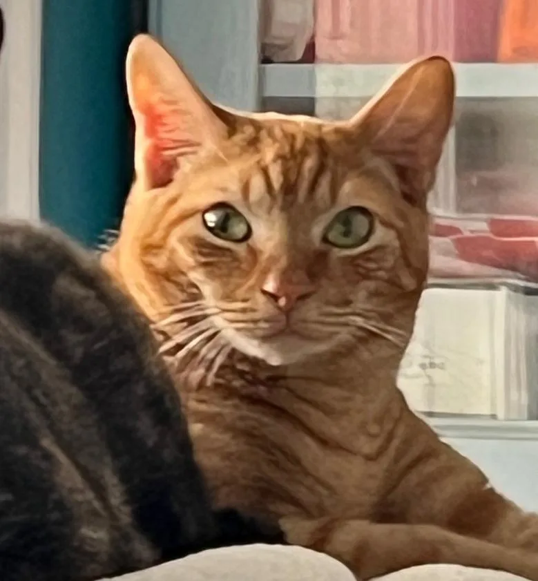 A young medium-sized male Tabby (Orange / Red) Domestic Short Hair cat named Apollo for adoption in Houston, TX