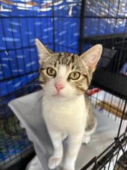 A young medium-sized male Domestic Short Hair cat named Merlin for adoption in West Memphis, AR