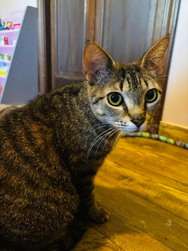 A young medium-sized female Tabby (Brown / Chocolate) Domestic Short Hair cat named Shamrock for adoption in Mokena, IL