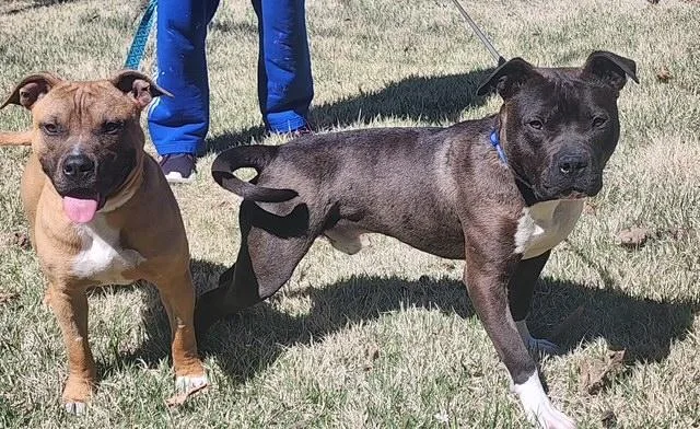 Pip  Crosslist thumbnail 2