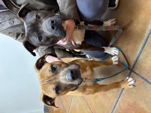 Pip  Crosslist thumbnail 3