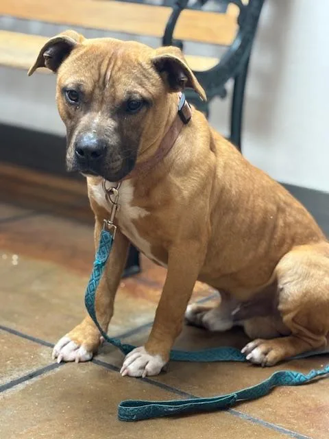A young medium-sized male Yellow / Tan / Blond / Fawn Miniature Bull Terrier dog named Pip  Crosslist for adoption in Kansas City, MO
