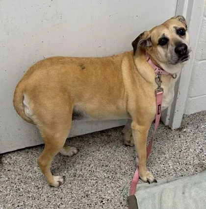 An adult large-sized female Yellow / Tan / Blond / Fawn Black Mouth Cur dog named Clove for adoption in Kansas City, MO