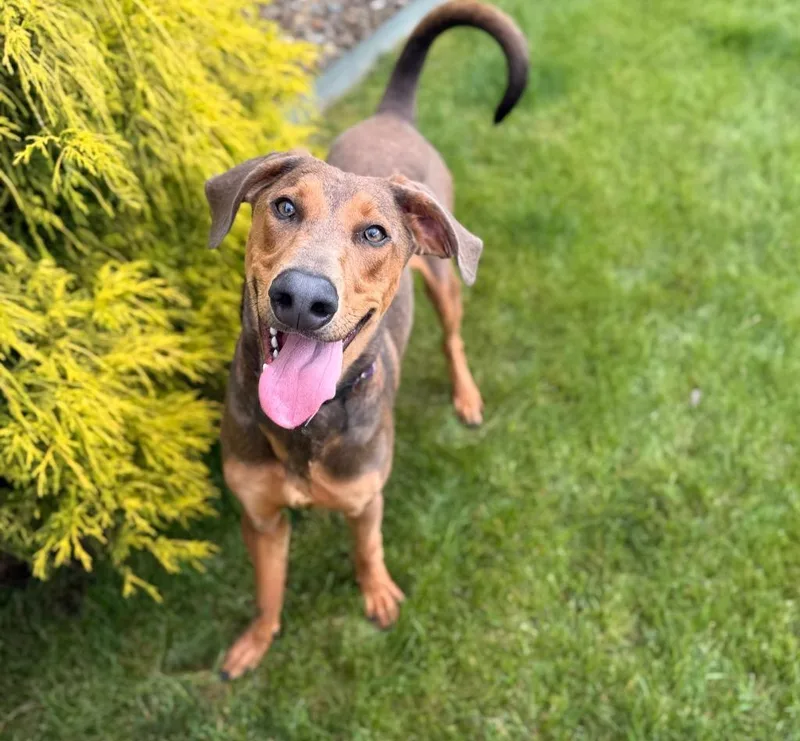 A young medium-sized male Hound dog named Scout for adoption in Wintersville, OH