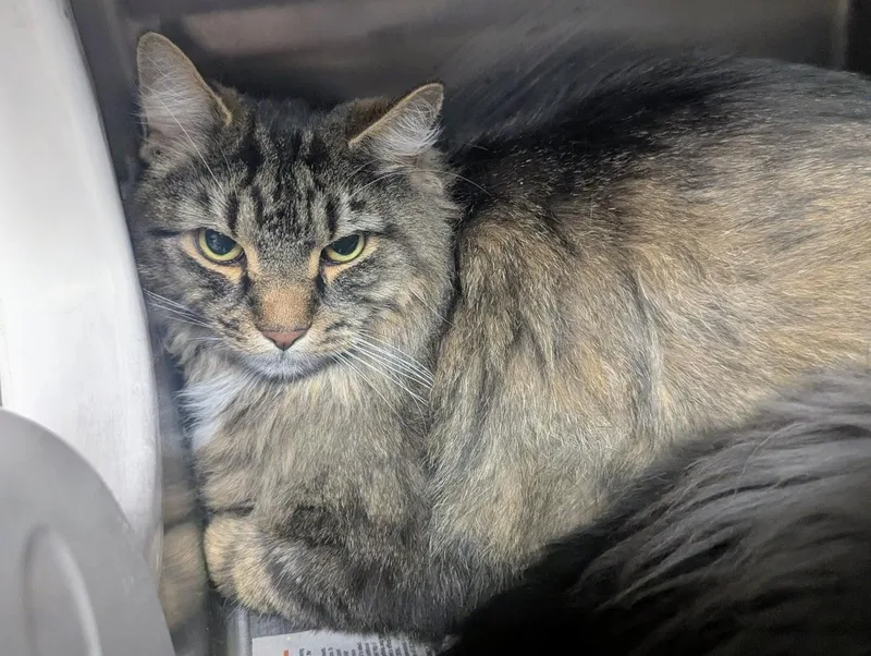 An adult extra large-sized male Tabby (Brown / Chocolate) Domestic Long Hair cat named Bubba for adoption in Springfield, IL