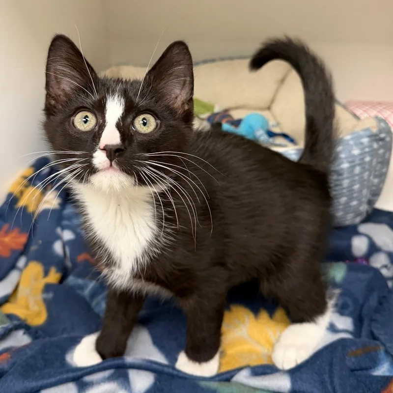 A baby small-sized male Black Domestic Short Hair cat named Knucks for adoption in Stillwater, OK