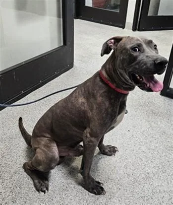 An adult large-sized male Pit Bull Terrier dog named Duke for adoption in Los Angeles, CA