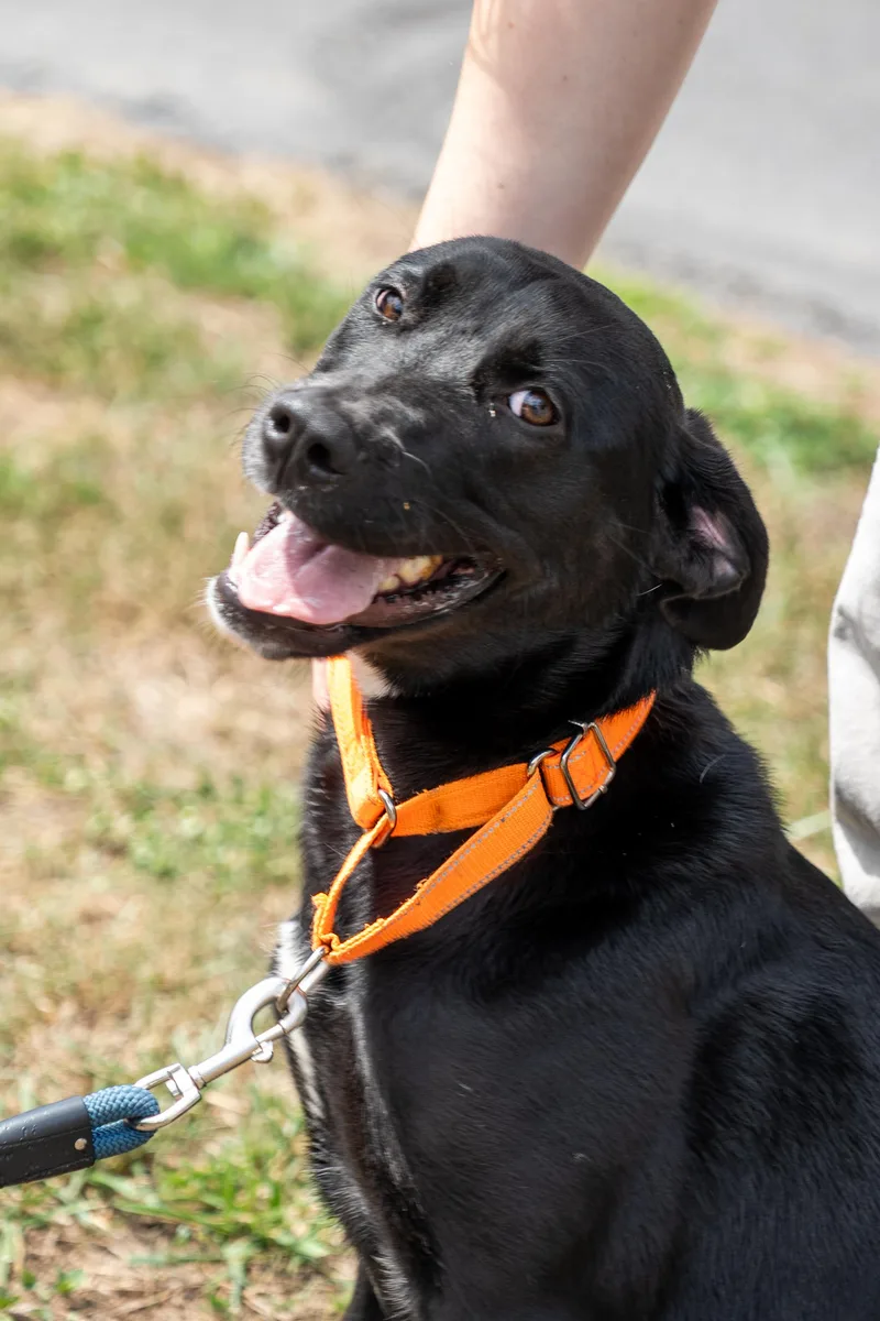 A baby medium-sized female Black Labrador Retriever dog named Dixie for adoption in King George, VA