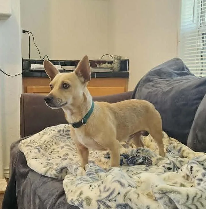 A young small-sized male Dachshund dog named Edmund for adoption in Media, PA
