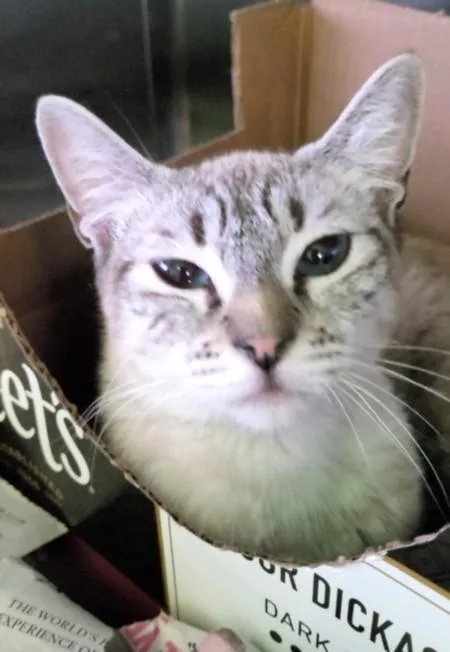 A young large-sized female Siamese cat named Sheila for adoption in Los Angeles, CA