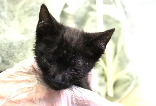 A baby small-sized male Domestic Short Hair cat named Jekyll for adoption in Tucson, AZ