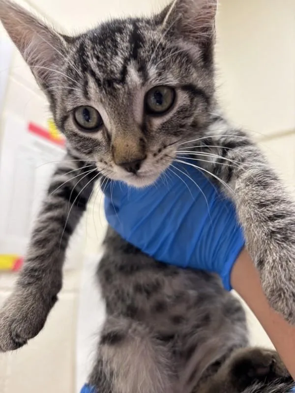 A baby small-sized female Domestic Short Hair cat named Kazoo for adoption in Santa Rosa, CA