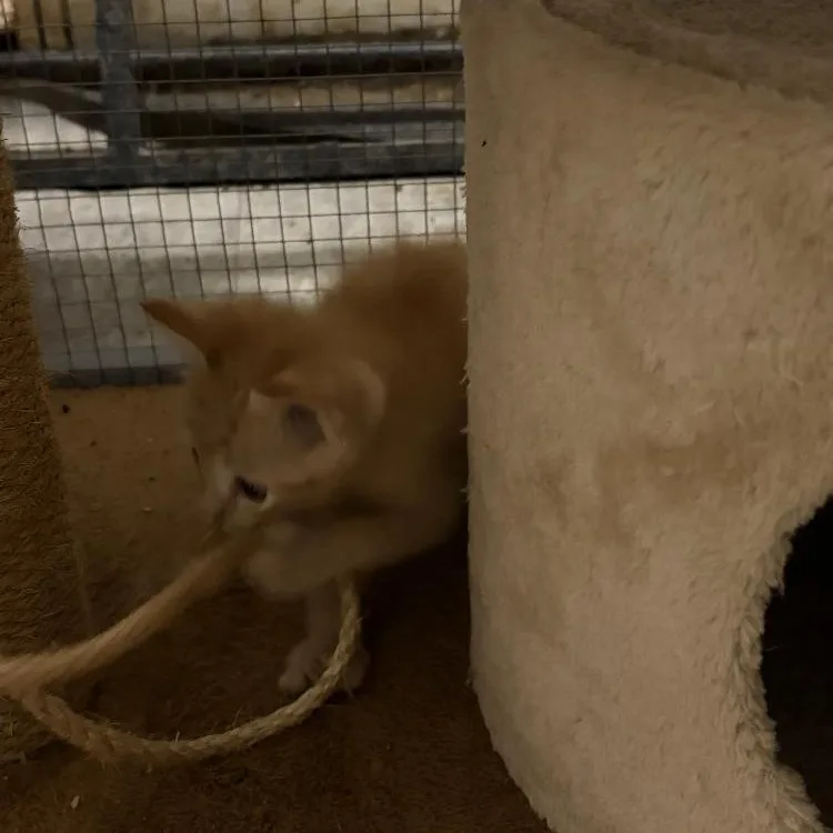 A baby medium-sized male Orange & White Domestic Short Hair cat named Waylon for adoption in Paradise, TX