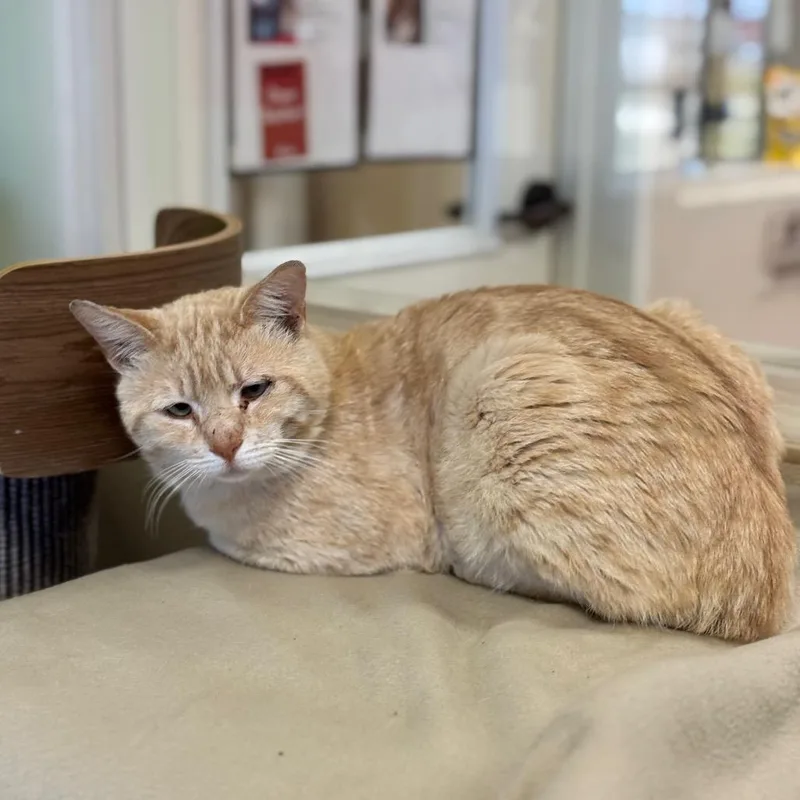 An adult large-sized male Cream / Ivory Domestic Short Hair cat named Julius for adoption in Santa Barbara, CA