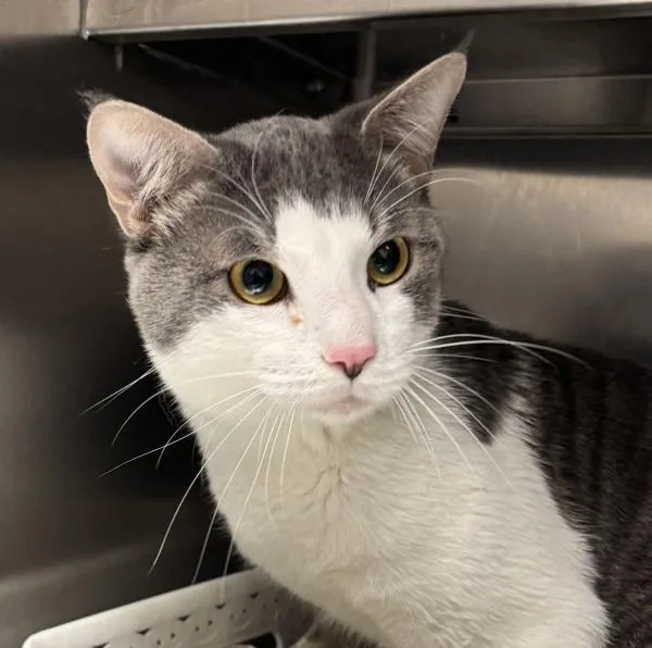 An adult medium-sized male Domestic Short Hair cat named Oreo for adoption in Golden, CO
