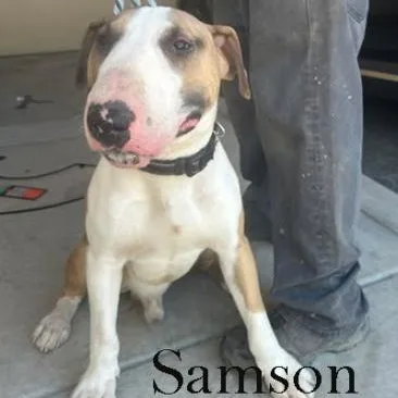 Samson