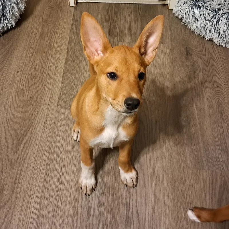 A baby medium-sized female Apricot / Beige Basenji dog named Wylie GC for adoption in Austin, TX