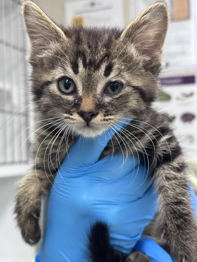 A baby small-sized male Domestic Medium Hair cat named Kuma for adoption in Saint Paul, MN
