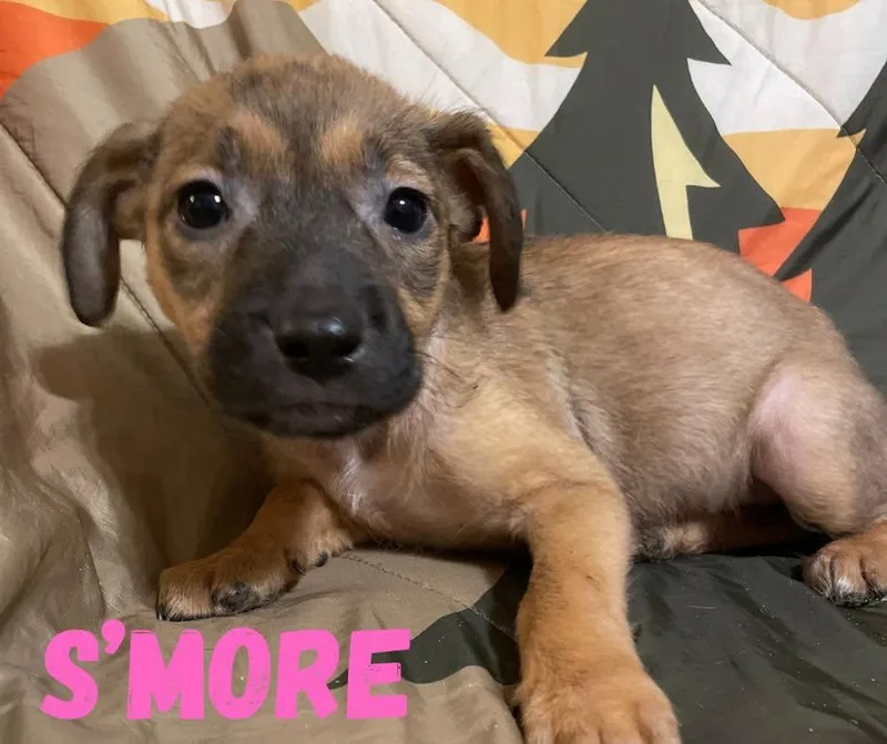 A baby medium-sized female Yellow / Tan / Blond / Fawn Mixed Breed dog named S'more for adoption in Shalimar, FL