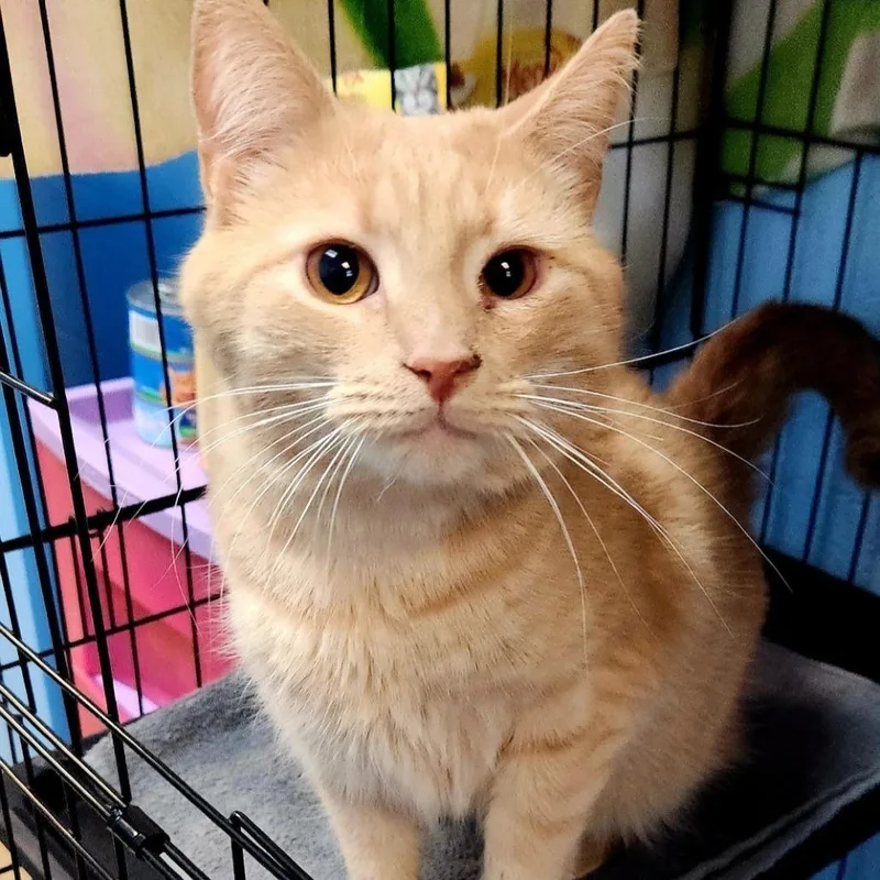 Simba thumbnail 3