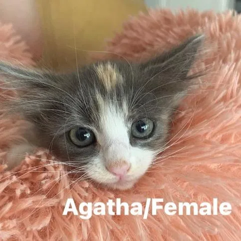 A baby small-sized female Calico Domestic Short Hair cat named Agatha for adoption in Long Beach, CA