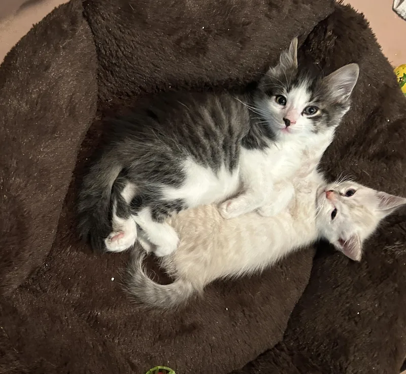 A baby small-sized male Tabby (Gray / Blue / Silver) Domestic Short Hair cat named Kit for adoption in North Billerica, MA