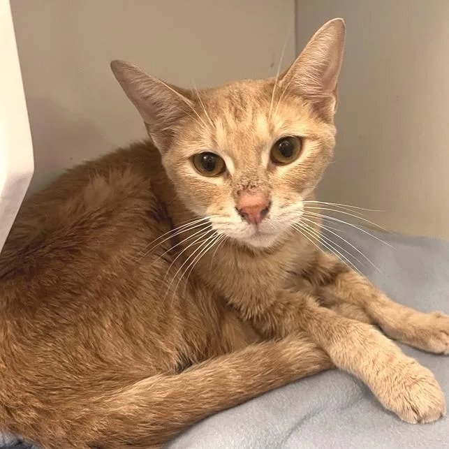 A young small-sized male Domestic Short Hair cat named Lolo Forest for adoption in Los Angeles, CA
