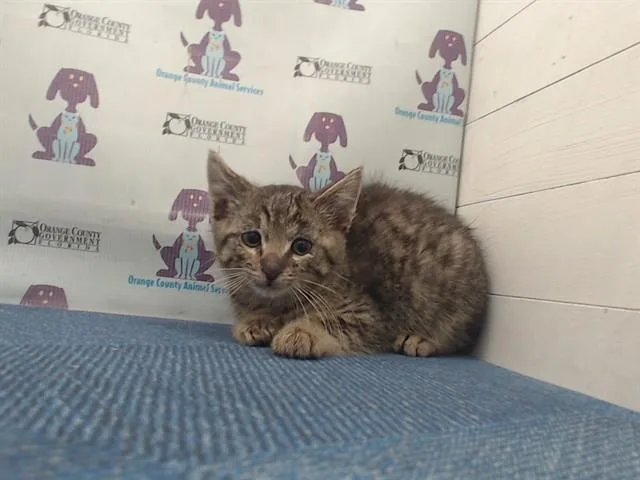 A baby small-sized male Domestic Short Hair cat named Pop for adoption in Orlando, FL