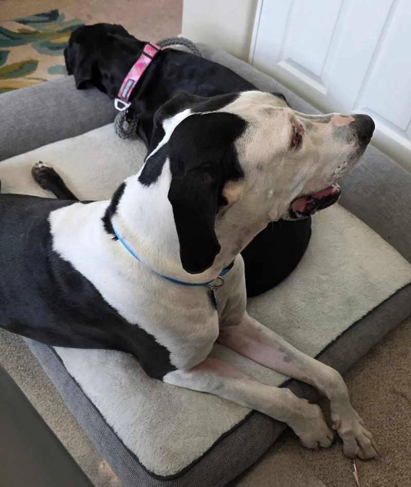 An adult large-sized male Great Dane dog named Denali for adoption in Mesa, AZ