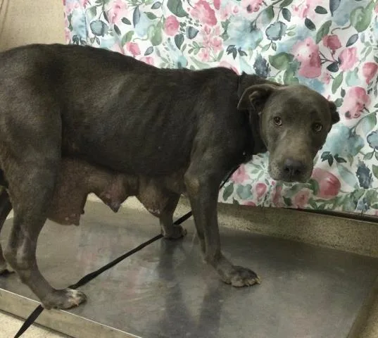 An adult medium-sized female Pit Bull Terrier dog named Ember for adoption in Riverside, CA