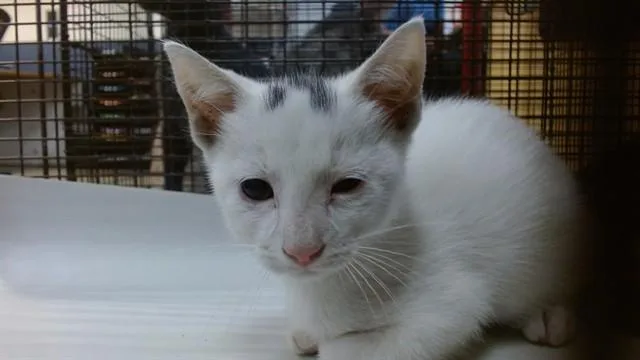 A baby small-sized male Domestic Short Hair cat named Snow for adoption in Miami, FL